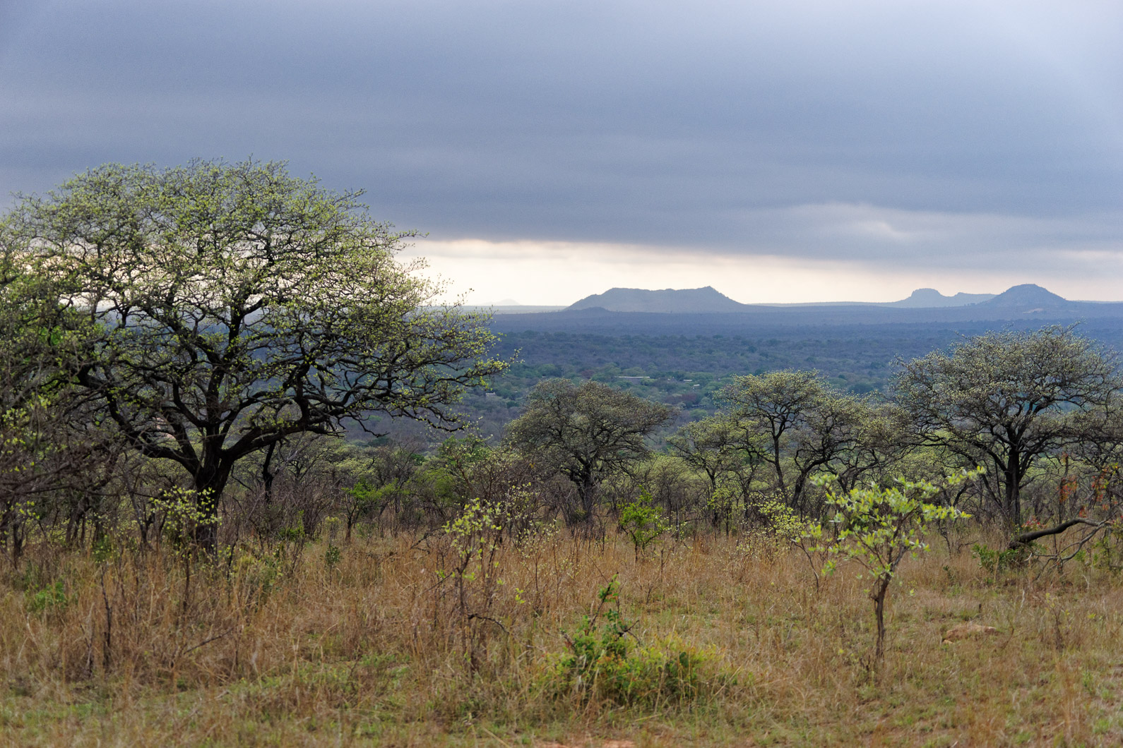 20161113 072653 Krüger Nationalpark